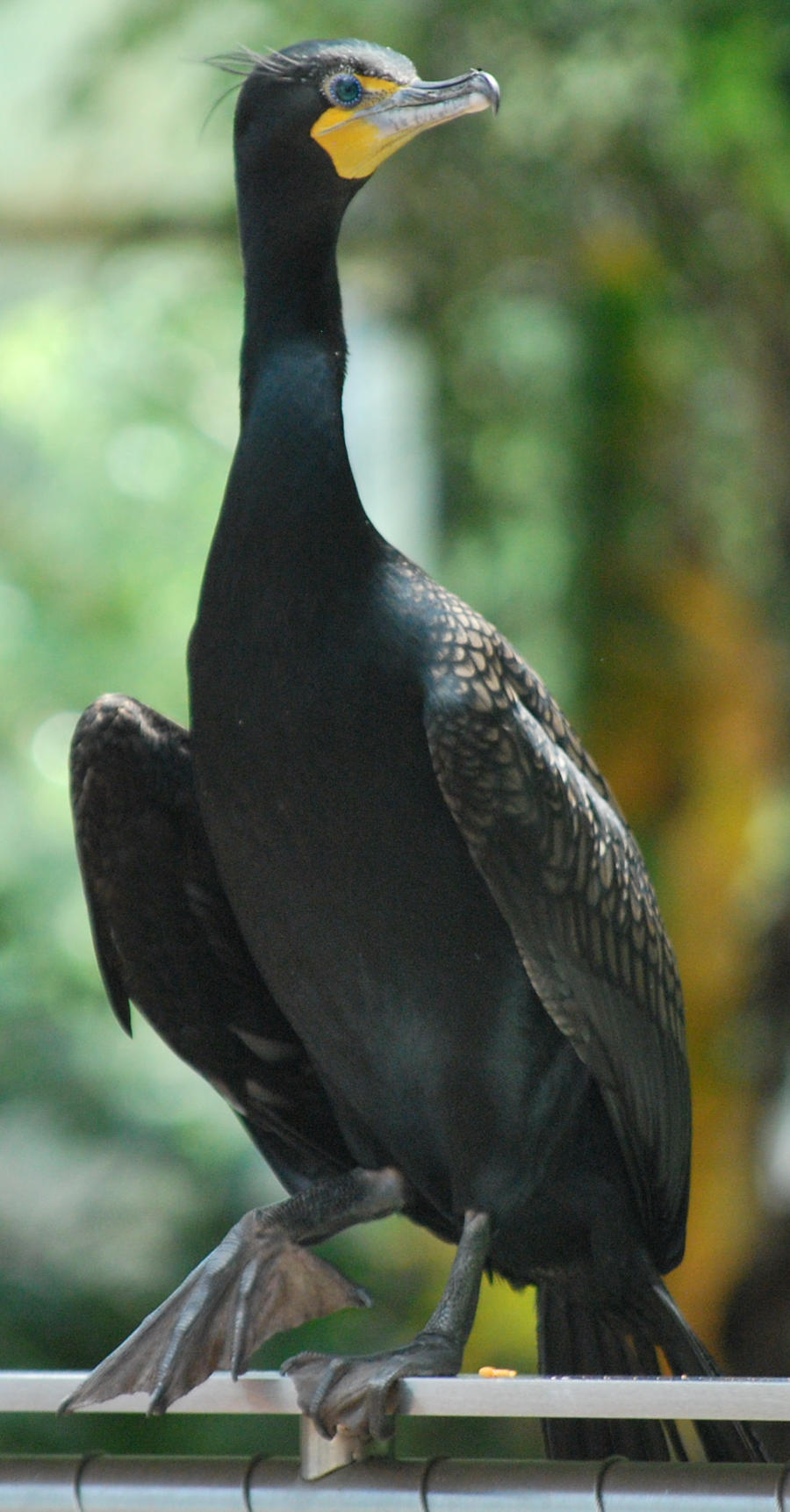 double-crested cormorant 3.4 by meihua-stock