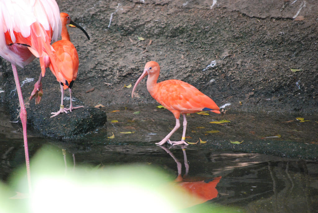 scarlet ibis 3