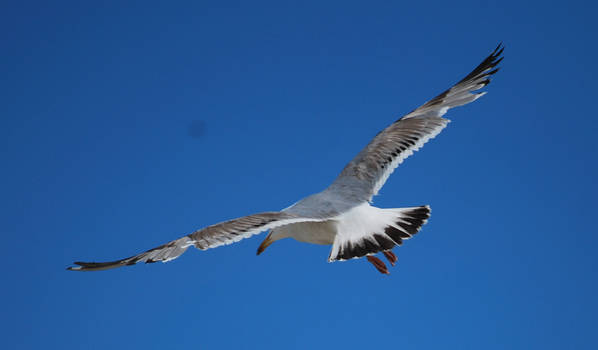 seagull 2