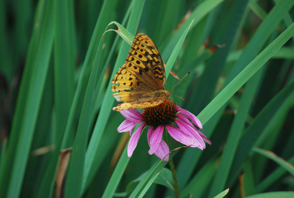 greater spangled fritillary 2.3