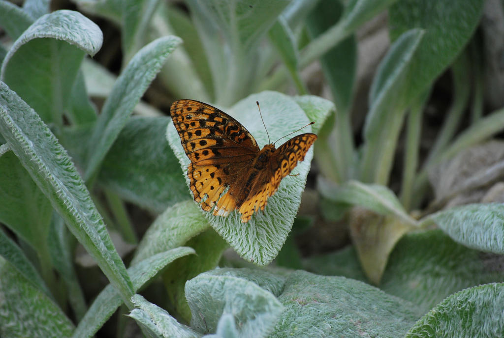 greater spangled fritillary 2.2