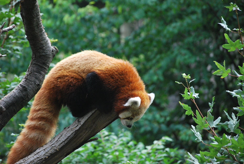 red panda 1.17