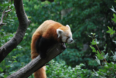 red panda 1.13