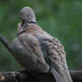 ring-necked dove 1.1