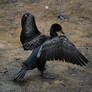 double-crested cormorant 4.1