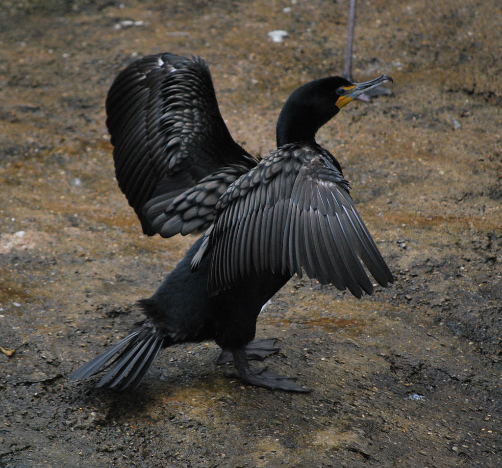 double-crested cormorant 4.2