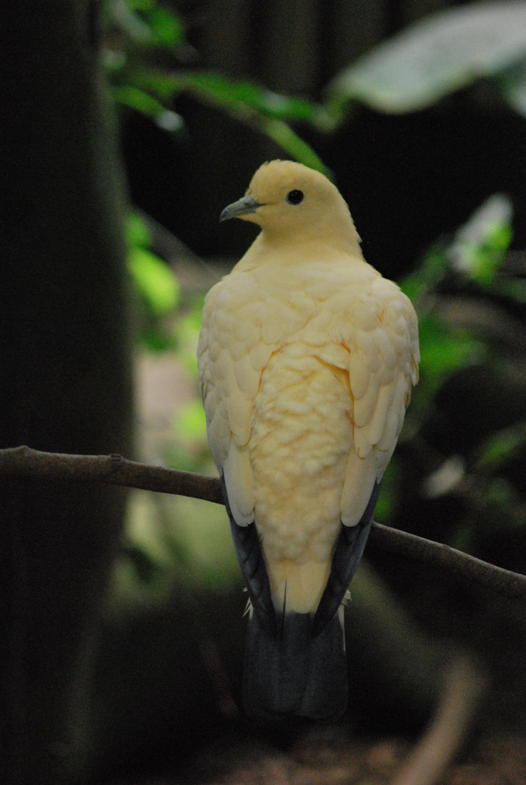 pied imperial pigeon 1.1