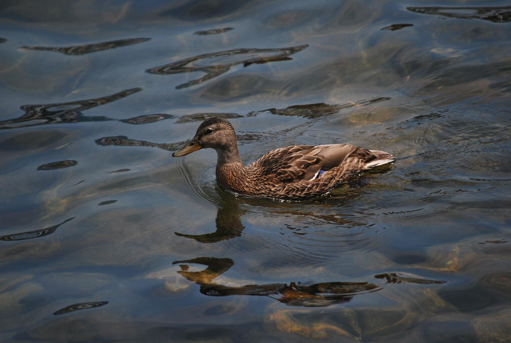 mallard duck 2.2