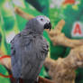 african grey parrot 7