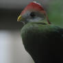 red-crested turaco 1