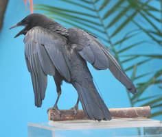 american crow 2.3