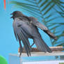 american crow 2.6