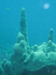 coral reef 2.4