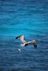 brown pelican 6.3