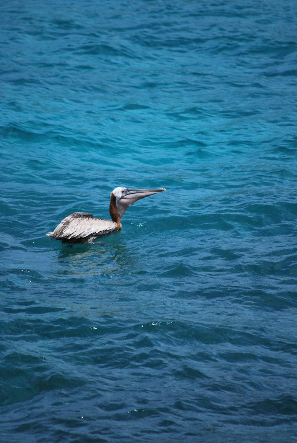 brown pelican 6.4