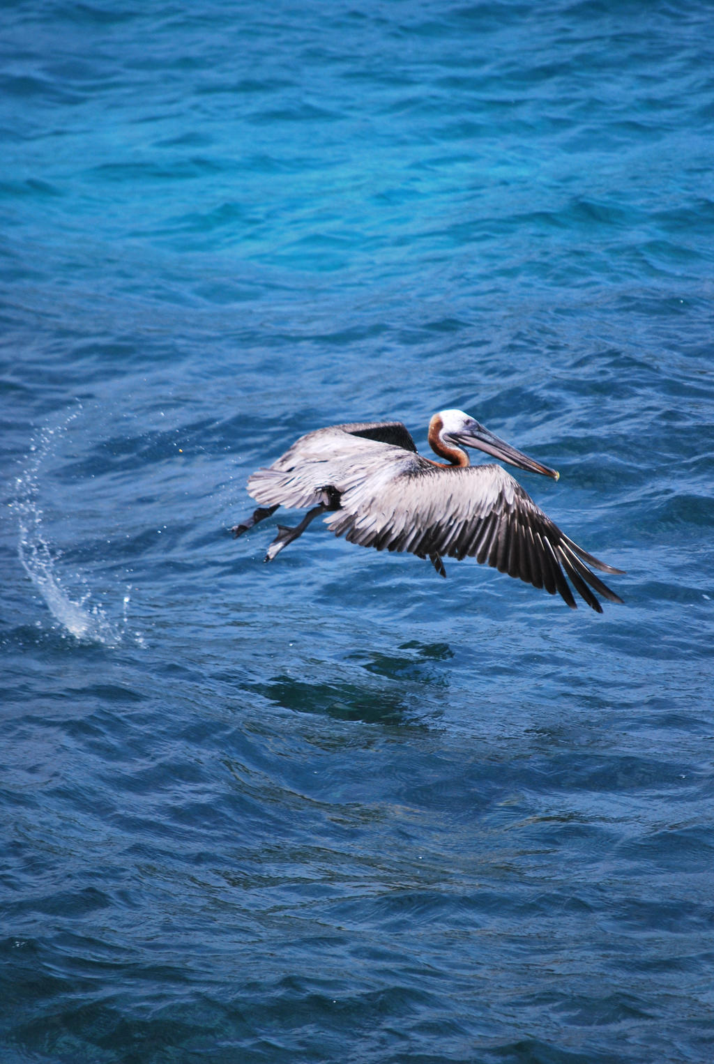 brown pelican 6.10