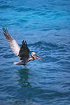 brown pelican 6.11