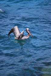 brown pelican 6.12