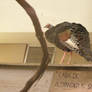 ocellated turkey 1