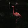 flamingo 5.3