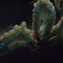pacific octopus 1