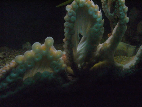 pacific octopus 1