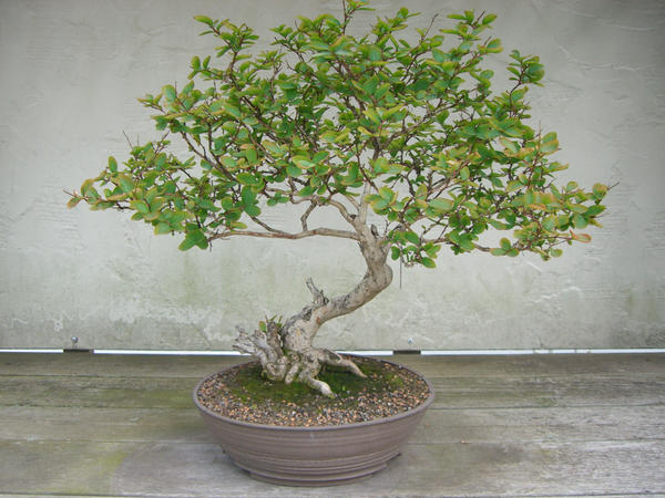 bonsai 1.1 by meihua-stock