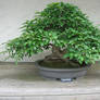 bonsai 1.3 - green hornbeam
