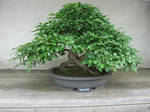 bonsai 1.3 - green hornbeam by meihua-stock