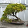 bonsai 1.4 -eastern white pine