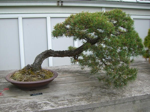 bonsai 1.5 - scotch pine