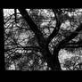 dead tree
