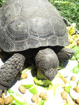 box tortoise