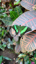 Emerald Swallowtail (Papilio palinurus)