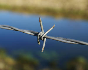 Barbed Wire