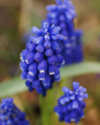 purple flowers