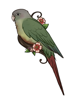 Conure Birb