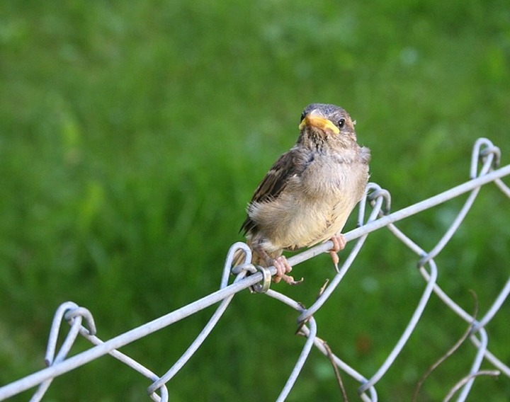 Little Sparrow