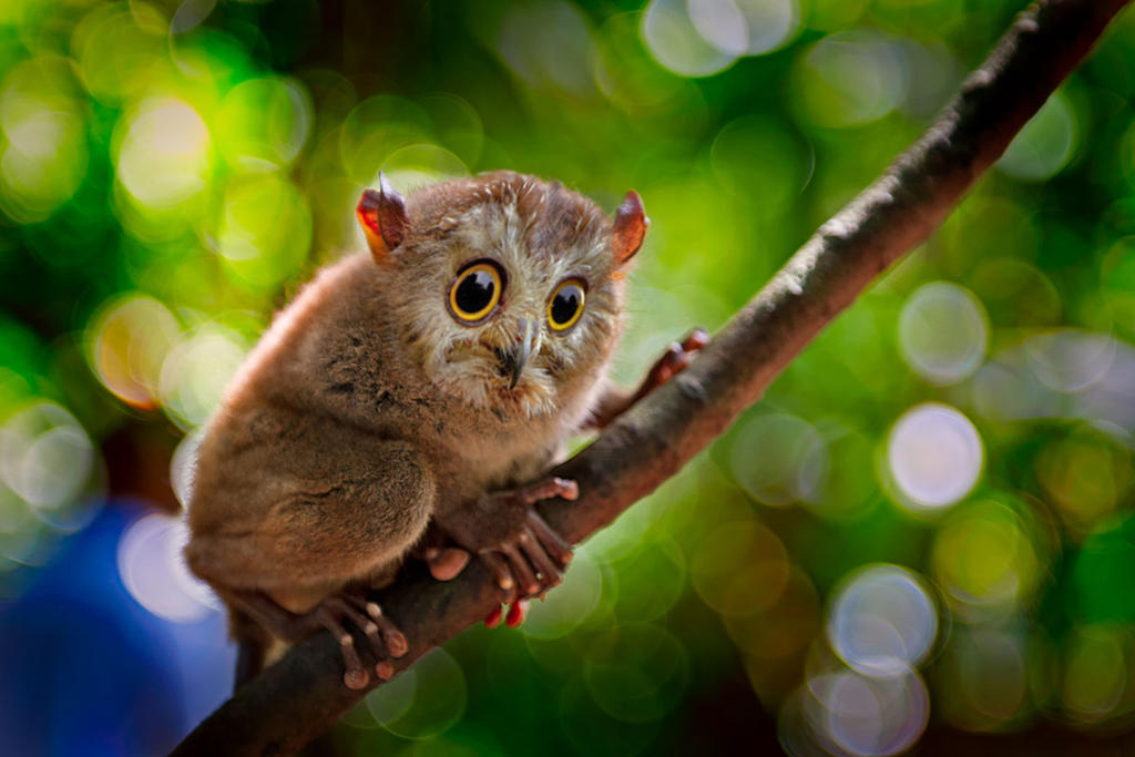 Animal morph by Ironysince1997 on DeviantArt