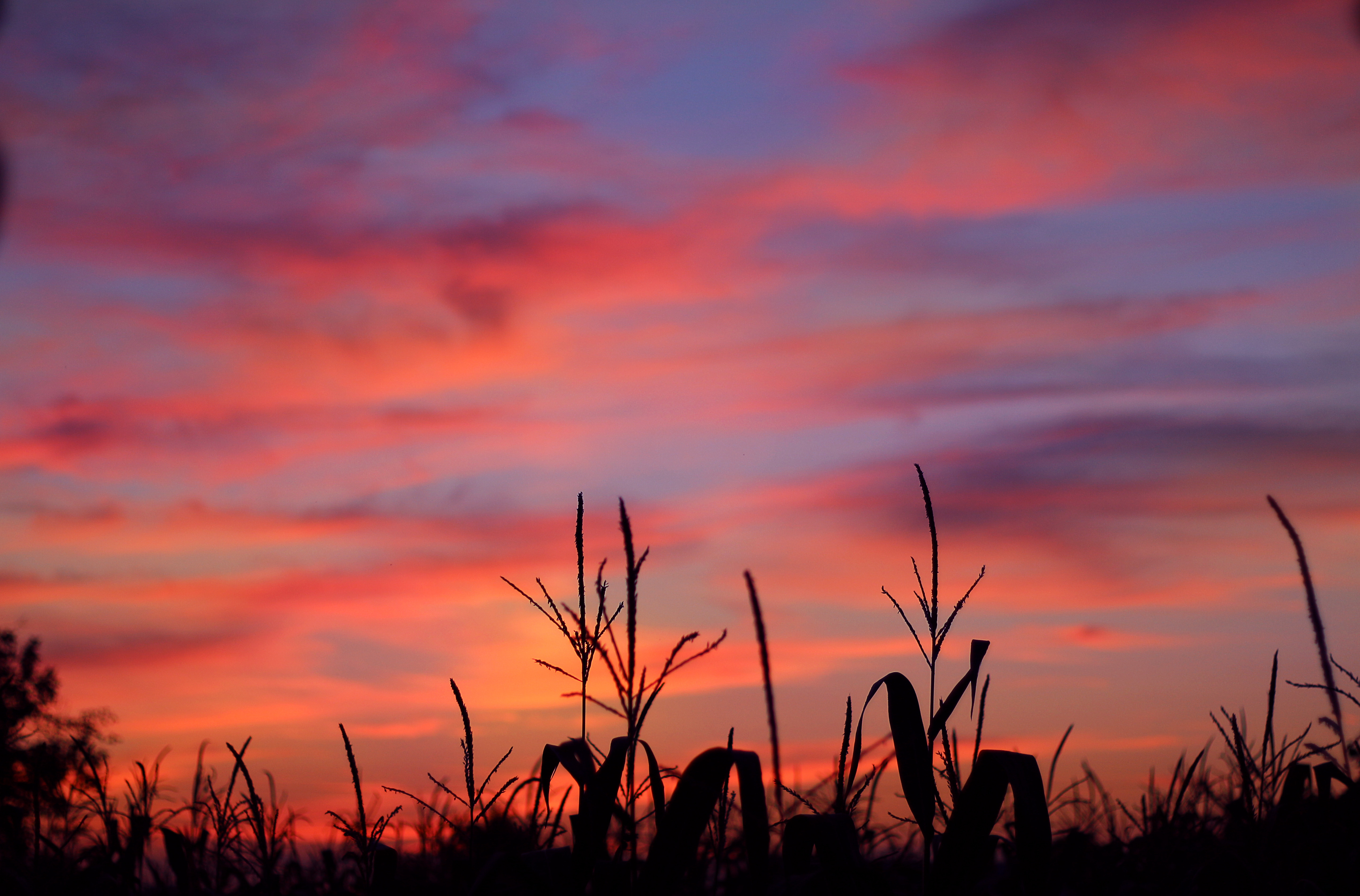 Corn field sunset