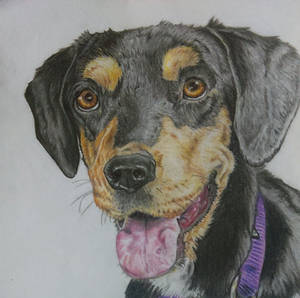 Doggy drawing by mich-spich