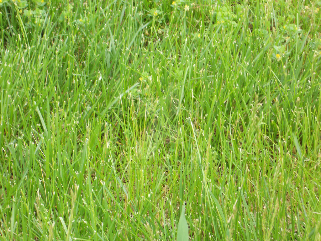 Grassy by Owlzai on DeviantArt Grassy by Owlzai on DeviantArt