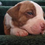 A Pitbull Puppy at 3 Weeks Old