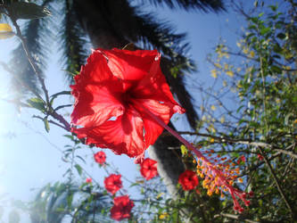 Flower in Costa Rica