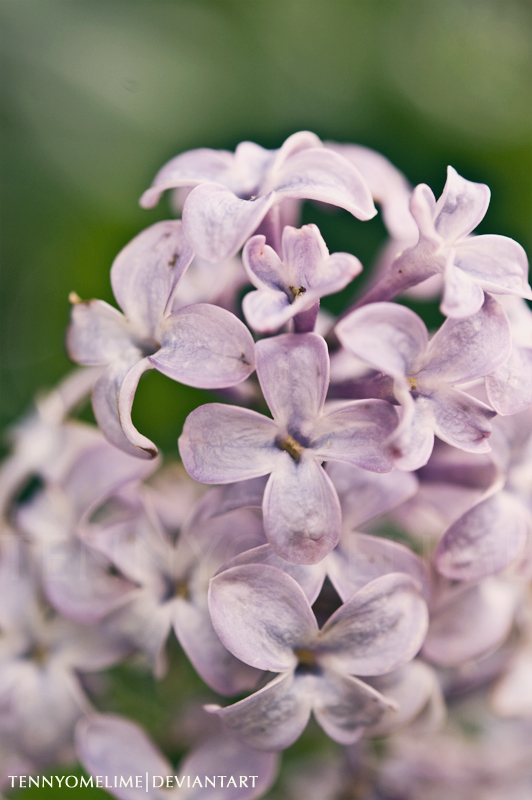 Lilacs 001