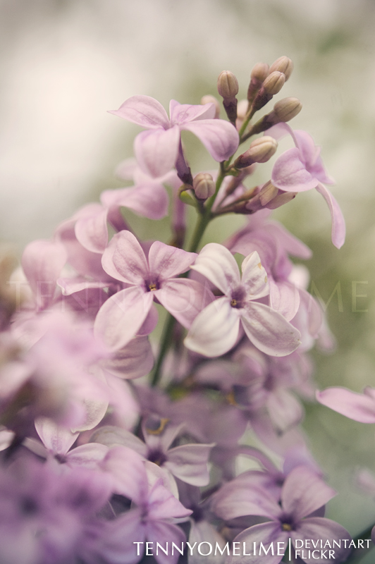 Lilacs 001