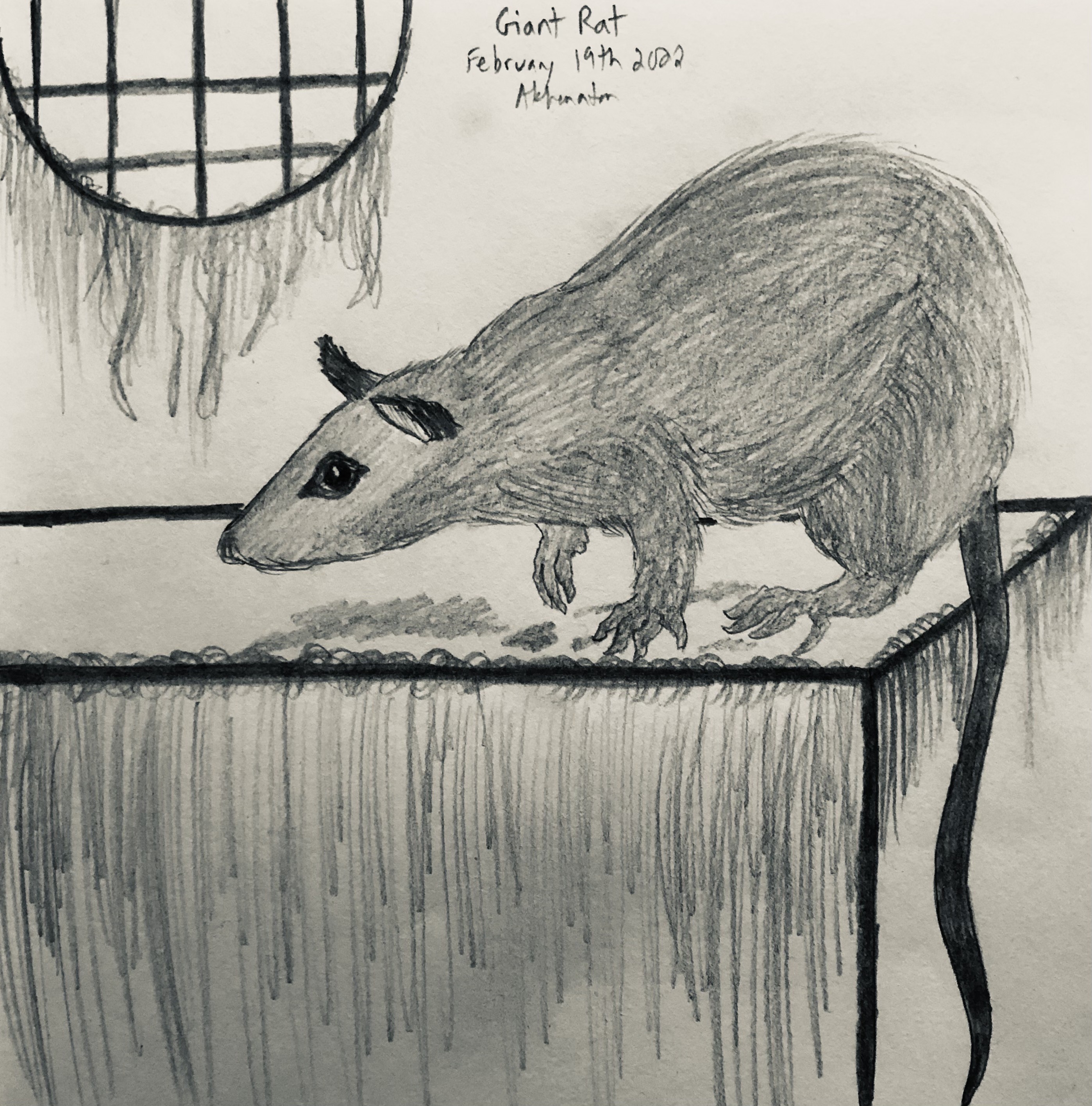 Grotesque Rat Drawing Giant Rat by Akhenaten23 on DeviantArt