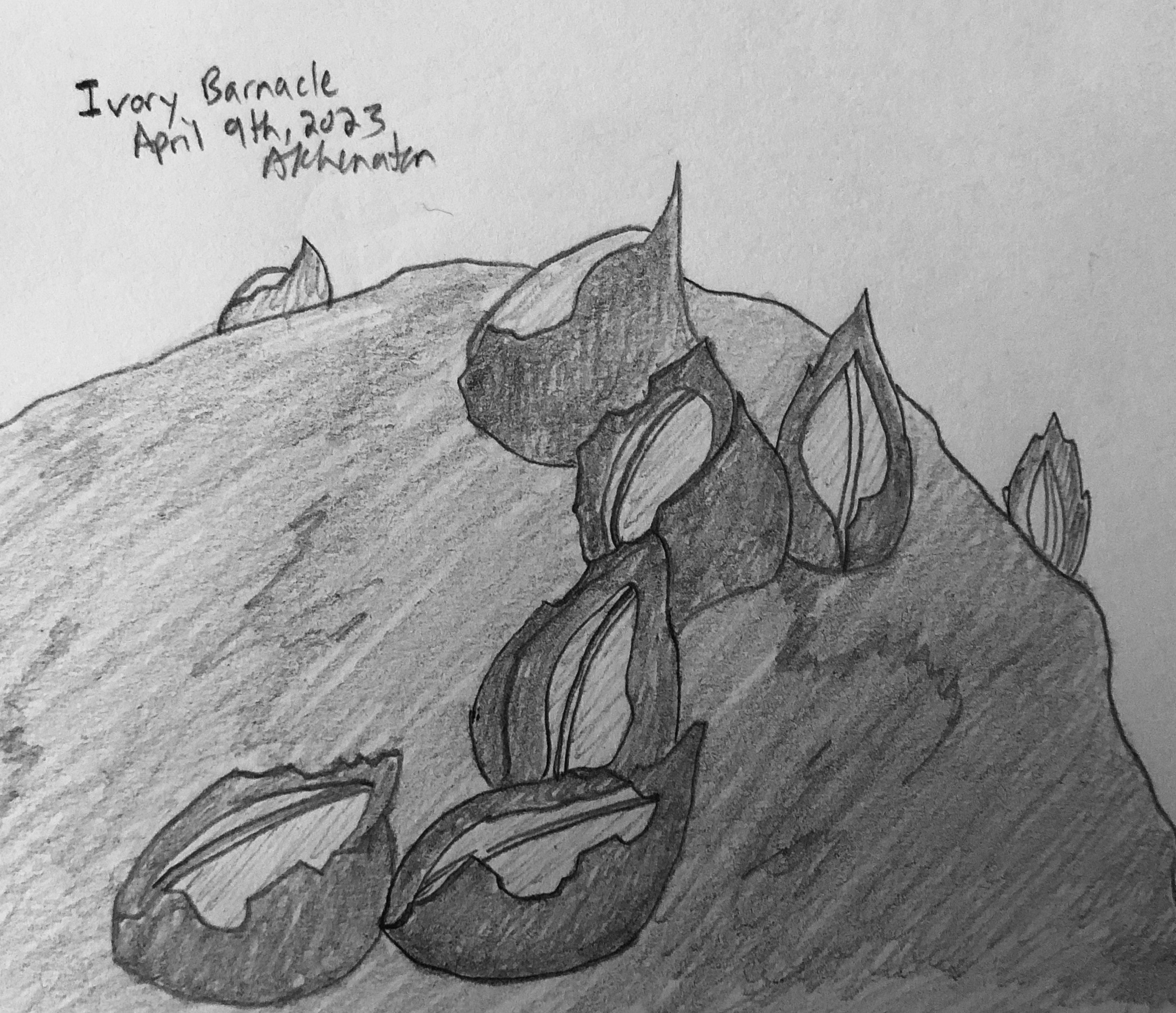 Draw Barnacles Ivory Barnacle by Akhenaten23 on DeviantArt