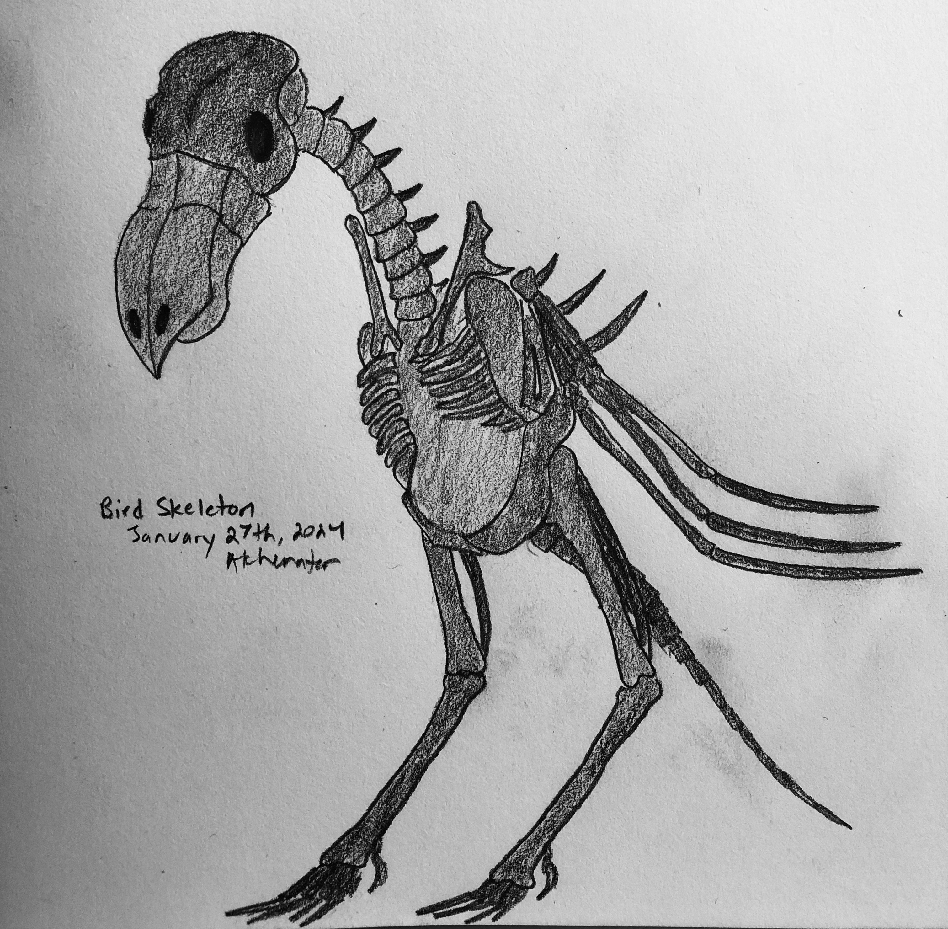 Bird Skeletons