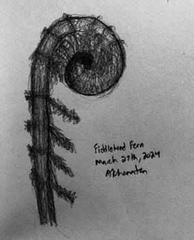 Fiddlehead Fern